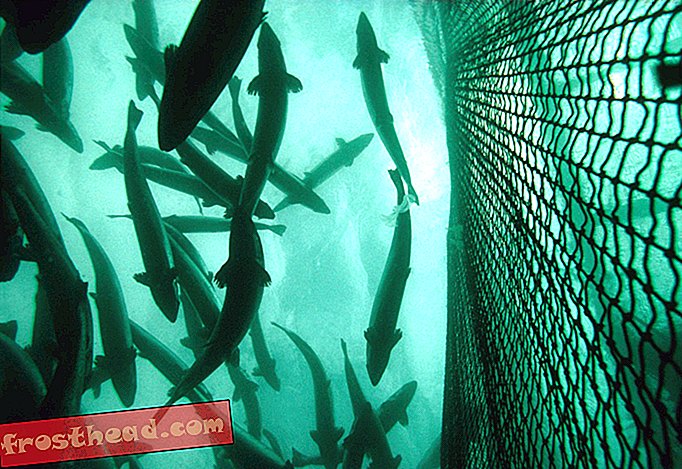 Des milliers de saumons envahissants s'échappent d'une ferme du Pacifique Nord-Ouest