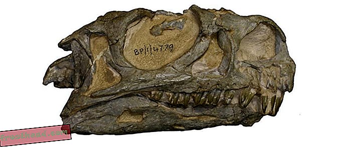 חדשות חכמות, מדע חדשות חכמות - לאחר 30 שנה, דינוזאור דרום אפריקאי מזוהה כמין חדש