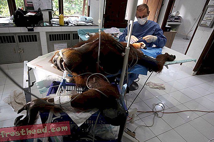 Un orangután recibió un disparo 74 veces.  Ella sobrevivió.