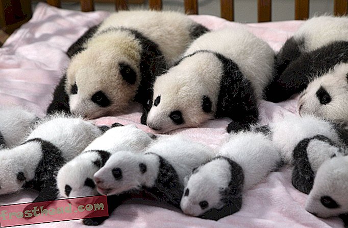 Hiina loomaaias sündinud beebipanda kolmikud
