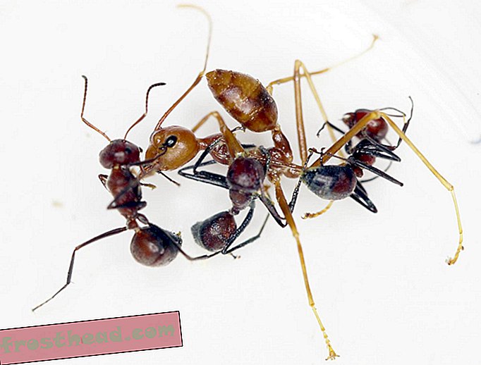 La formica "che esplode" rompe il proprio corpo per difendere il suo nido