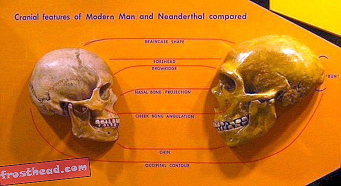 Kuum hominide jaoks - kas inimesed paarisid neandertallastega või mitte?