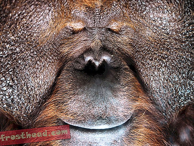 inteligentne wiadomości, inteligentne wiadomości naukowe - Poznaj sekrety nawyków śpiącego małpy