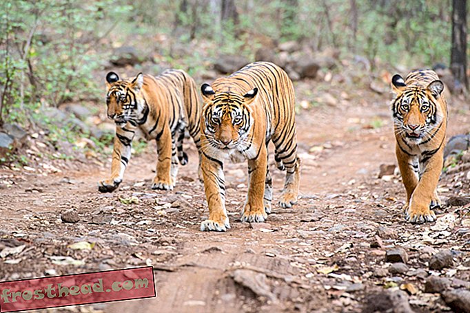 Bengalske tigre kan miste et livligt habitat i 2070