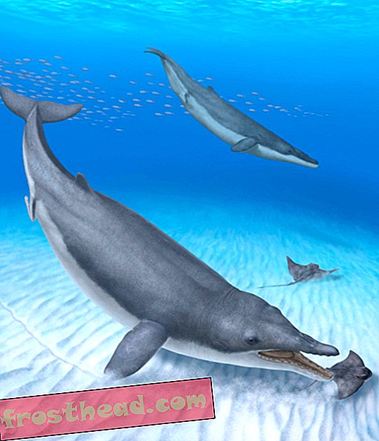 See 36 miljoni aasta vanune fossiil on vaalade evolutsioonis puuduvat lüli