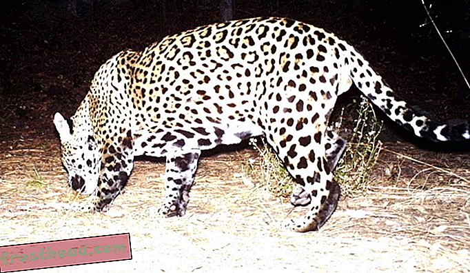 El único jaguar conocido de Estados Unidos ya no puede estar solo