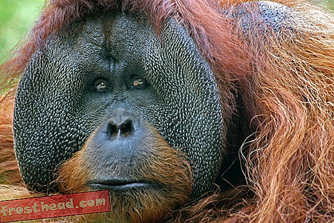 Populacja Orangutanów Borneo spadła o połowę w ciągu 16 lat