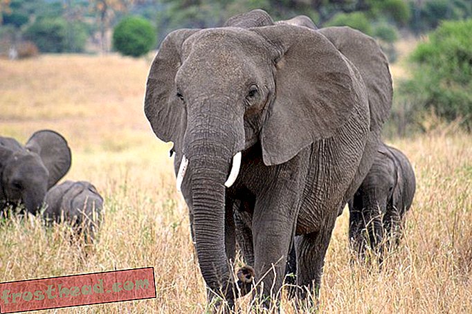 Kiina on kieltänyt norsunluun kaupan