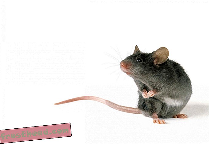 Mannelijke muizen zingen sexy liedjes voor vrouwtjes