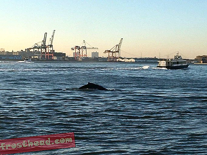 El Upper West Side de Nueva York tiene su propia ballena