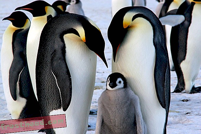 Одна из крупнейших колоний императорских пингвинов в Антарктиде пережила три года «катастрофических» неудач размножения
