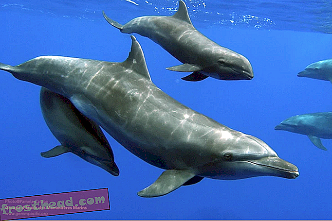 Forskere dokumenterer det første kendte tilfælde af Dolphin Mom Adopting Whale Calf