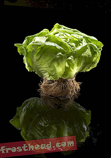 Fujitsu dyrker den mest teknologisk avancerede salat nogensinde