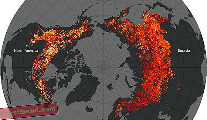 Noord-Amerikaanse bomen creëren enkele van de heetste bosbranden ter wereld