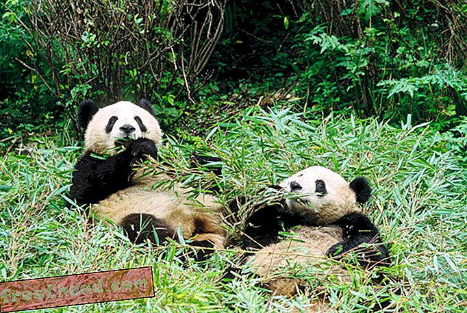 умные новости, умные новости науки - Секрет лучшего биотоплива может лежать в Panda Poop