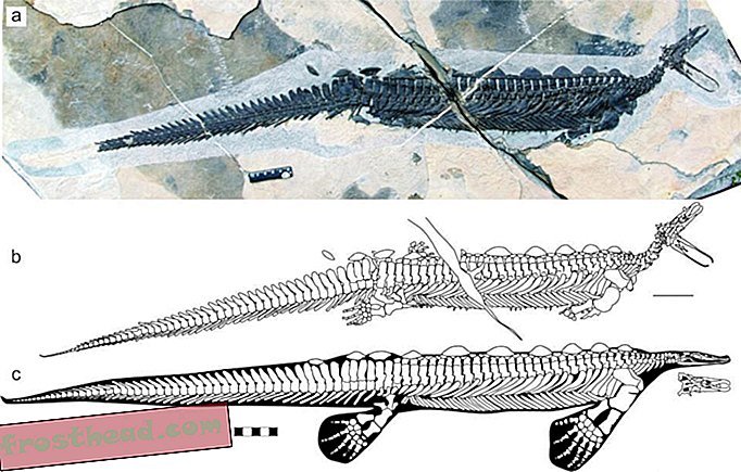 Questo antico rettile aveva una testa piccola, piccoli occhi e un becco simile ad un ornitorinco