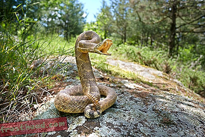 ¿Por qué las serpientes de cascabel son tan peligrosas como muertas o vivas?