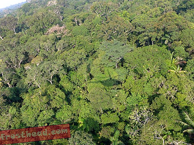 Sirvige küll uues põhinimekirjas Amazoni 12 000 puuliiki