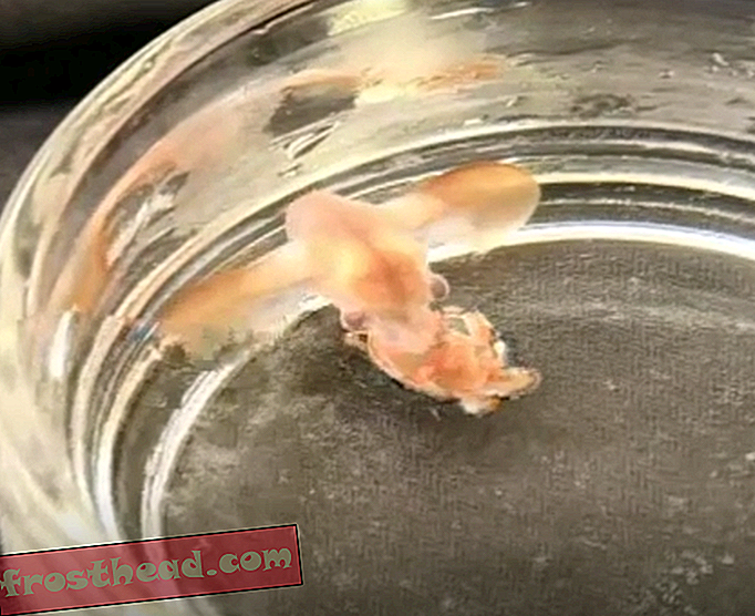 El primer video de Baby Dumbo Octopus muestra que están completamente formados desde el nacimiento