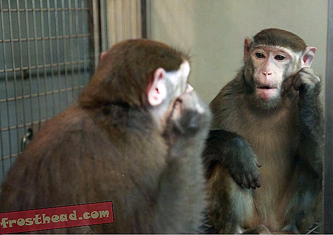 חדשות חכמות, מדע חדשות חכמות - קופים יכולים ללמוד לזהות את עצמם במראה