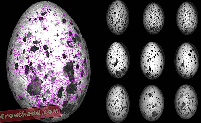 Softver koji se koristi za prepoznavanje lica zadirkuje tajne poruke skrivene na ptičjim jajima