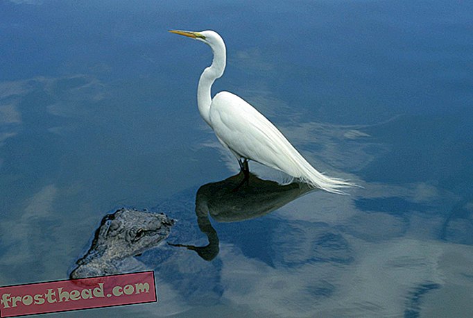 inteligentne wiadomości, inteligentne wiadomości naukowe - Wodne ptaki płacące aligatory za ich ochronę