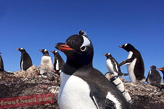Vea a los pingüinos Gentoo cazando desde la vista de pájaro