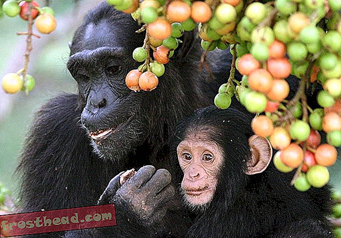 intelligente Nachrichten, intelligente Nachrichtenwissenschaft - Schimpansen und Kleinkinder verwenden die gleichen Gesten, um Aufmerksamkeit zu erregen