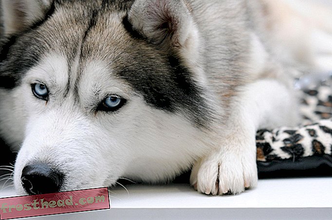 Cómo los huskies siberianos obtienen sus penetrantes ojos azules