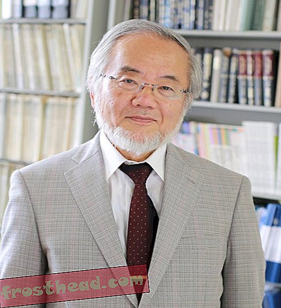 nutikad uudised, nutikad uudisteadused - Jaapani teadlane võitis Nobeli preemia selle eest, kuidas rakud kanibaliseerivad kulunud osi