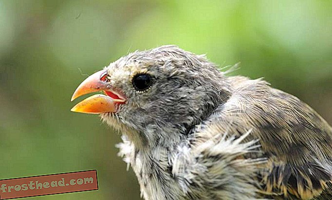 स्मार्ट समाचार, स्मार्ट समाचार विज्ञान - Parasites are Ruining the Love Songs of Darwin's Finches