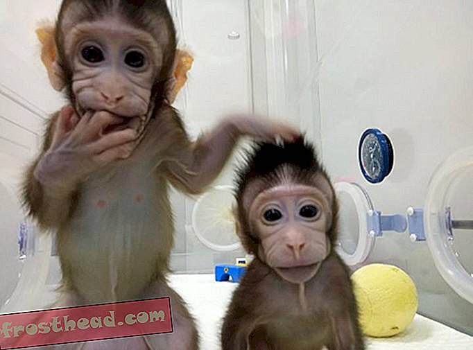 pametne vijesti, pametne vijesti - Znanstvenici uspješno kloniraju majmune, razbijajući novo tlo u kontroverznom polju