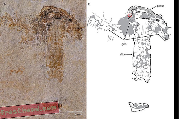 Deze 115 miljoen jaar oude paddestoel is de oudste gefossiliseerde schimmel
