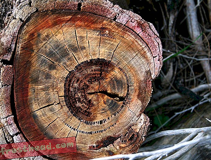 वृक्ष के छल्ले डेटिंग पूर्व इतिहास की घटनाओं पर सर्किल में मदद करें