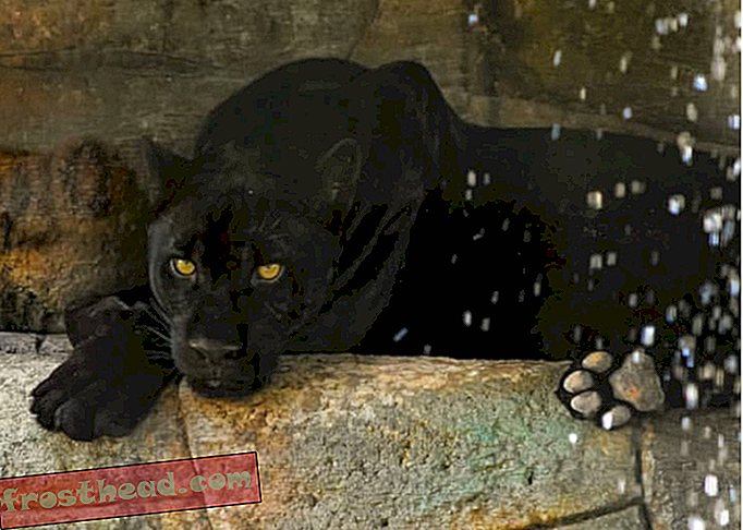 Женщина, подвергшаяся нападению Jaguar в зоопарке Аризоны, говорит, что она была «в неправильном»