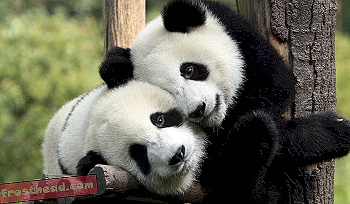 Το εθνικό πάρκο Panda της Κίνας θα είναι τρεις φορές το μέγεθος του Yellowstone