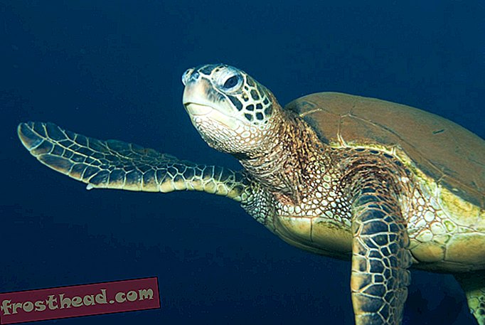 Zelené mořské želvy poskakují kolem amerických tichomořských ostrovů