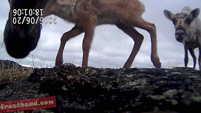 Πώς οι οθόνες Caribou Baby θα μπορούσαν να σώσουν ένα είδος που πεθαίνει