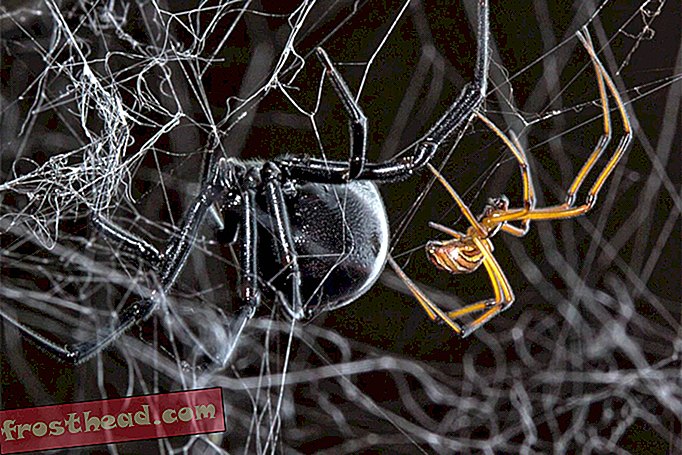 Мъжките черни паяци на вдовици намират потенциални съдружници, като следвате следите на други ухажори