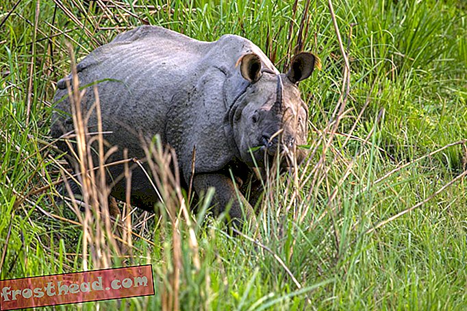 Le Népal célèbre deux ans sans braconnage de rhinocéros