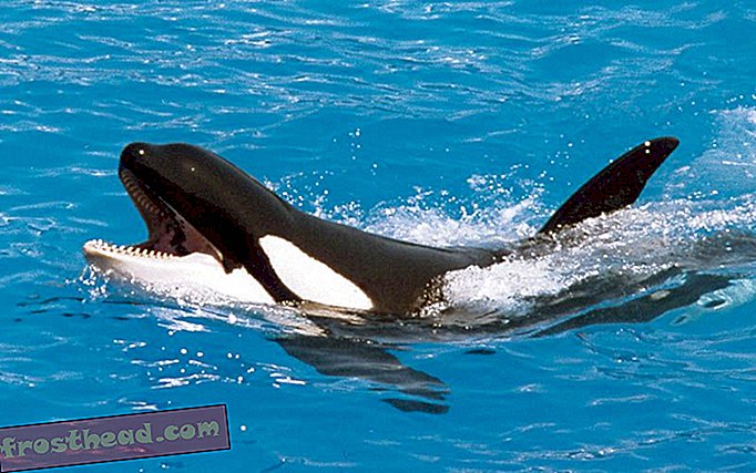 nutikad uudised, nutikad uudisteadused - Whale Talk Pretty One Day: kuulake Orca matkimist