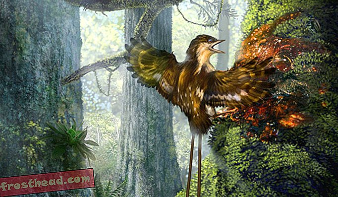 Amberista koteloituja 99 miljoonan vuoden ikäisiä linnunsiipiä