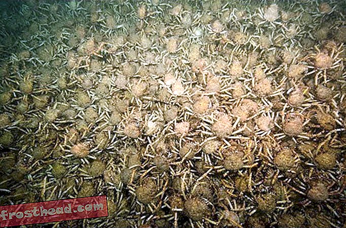 Observez une horde de crabes géants se rassembler au large de la côte australienne