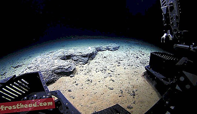 Deep Discoverer sattus Vaikse ookeani sügaval tasasel kaljul rippuvate kummituslike kaheksajalgade liikidega.