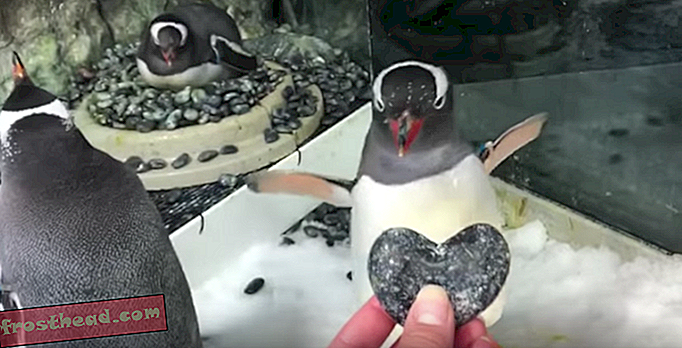 Pingvinpar av samme kjønn ta en sprekk ved å rugge et egg