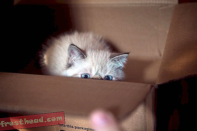 Οι επιστήμονες πιάσουν τη γάτα του Schrödinger στη φωτογραφική μηχανή