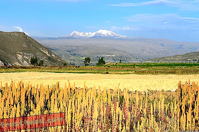 nutikad uudised, nutikad uudisteadused - Ärge muretsege: kvinoa söömine ei kahjusta Peruu põllumehi