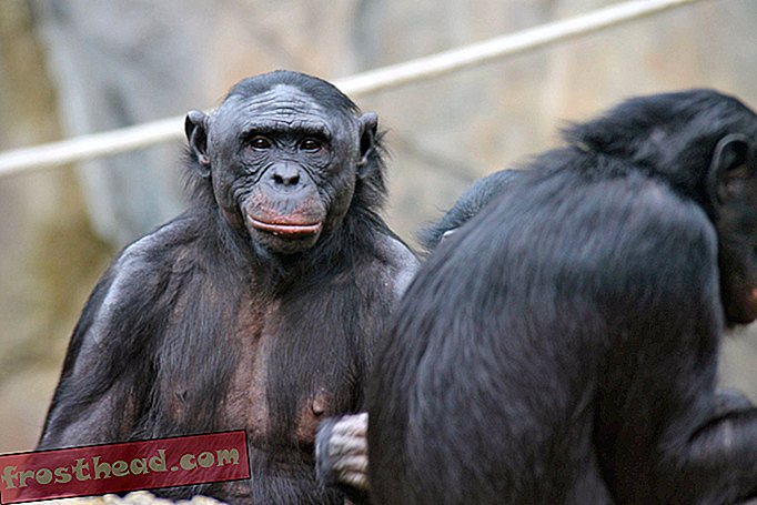 Хората като помощници, но Bonobos предпочитат хулиганите