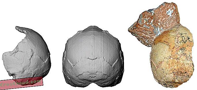 स्मार्ट समाचार, स्मार्ट समाचार विज्ञान - यह 210,000 साल पुरानी खोपड़ी यूरोप में पाया जाने वाला सबसे पुराना मानव जीवाश्म हो सकता है