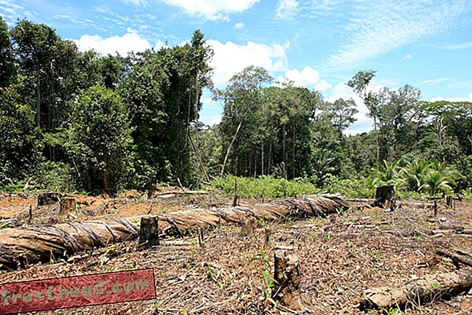 יער הגשם באמזונס נעלם השנה במהירות רבה יותר
